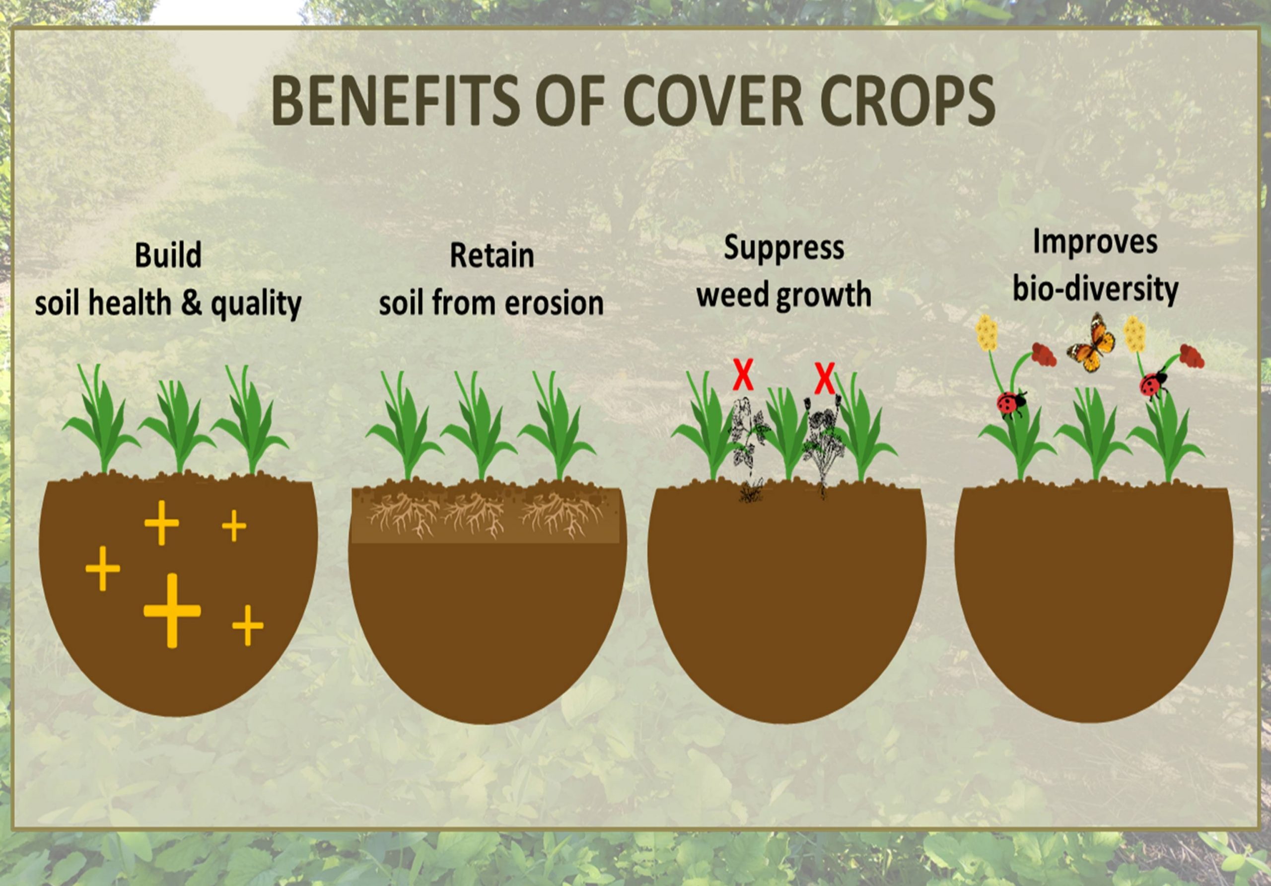 Cover Crops and Empress Splendor Trees World Tree